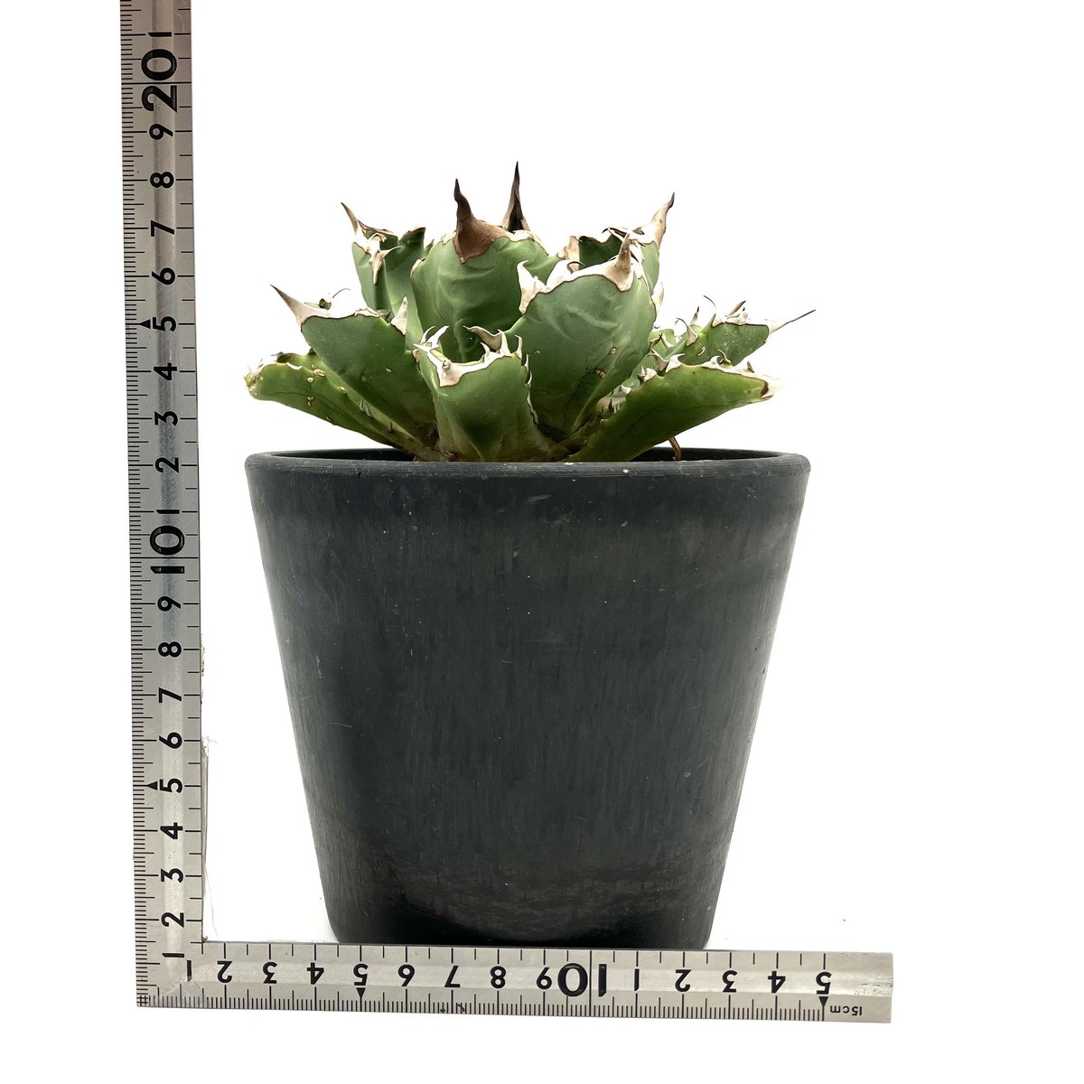 Agave titanota dwarf / アガベ チタノタ ミニマルドワーフ(No Agave titanota dwarf / アガベ チタノタ ミニマルドワーフ(No