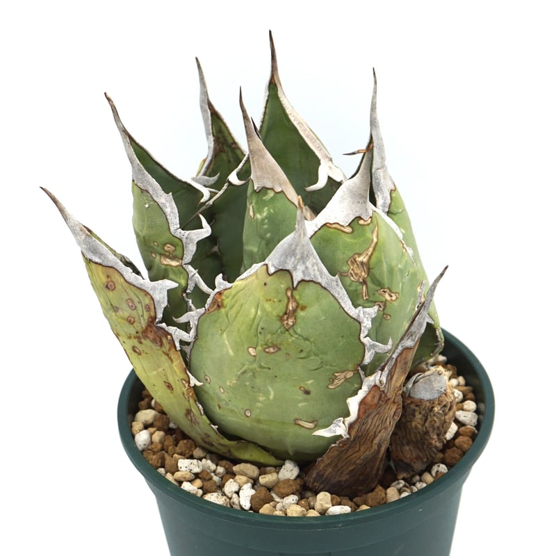 最終価格 チタノタ オアハカ 現地球 子株(悪魔くん チタノタ オテロイ