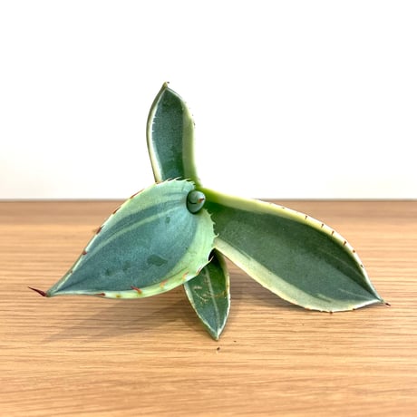 Agave parryi var. truncata 'Orizaba' 169 Agave parryi truncata