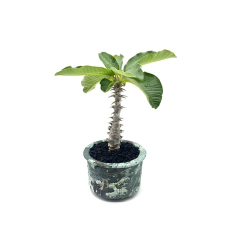 じぇむさんウィンゾリー パキポディウム ウィンゾリー 実生株 014 Pachypodium windsorii