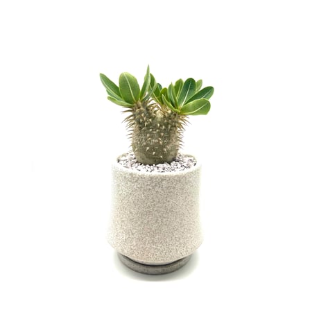 pachypodium | STORES