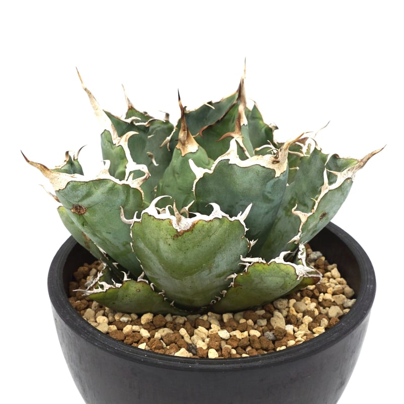 Agave titanota White whale/白鯨/アガベチタノタ(No.53) | Agave titanota White whale/白鯨/アガベチタノタ(No.53) |