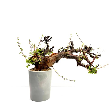 コミフォラボラネンシス | STORES