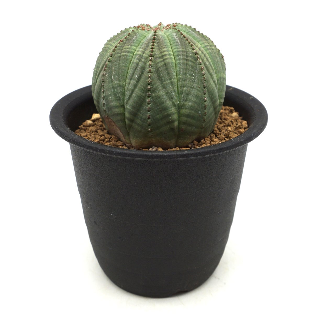 No.385 特選 Euphorbia obesa 綴化 ユーフォルビア オベサ 厳選株 