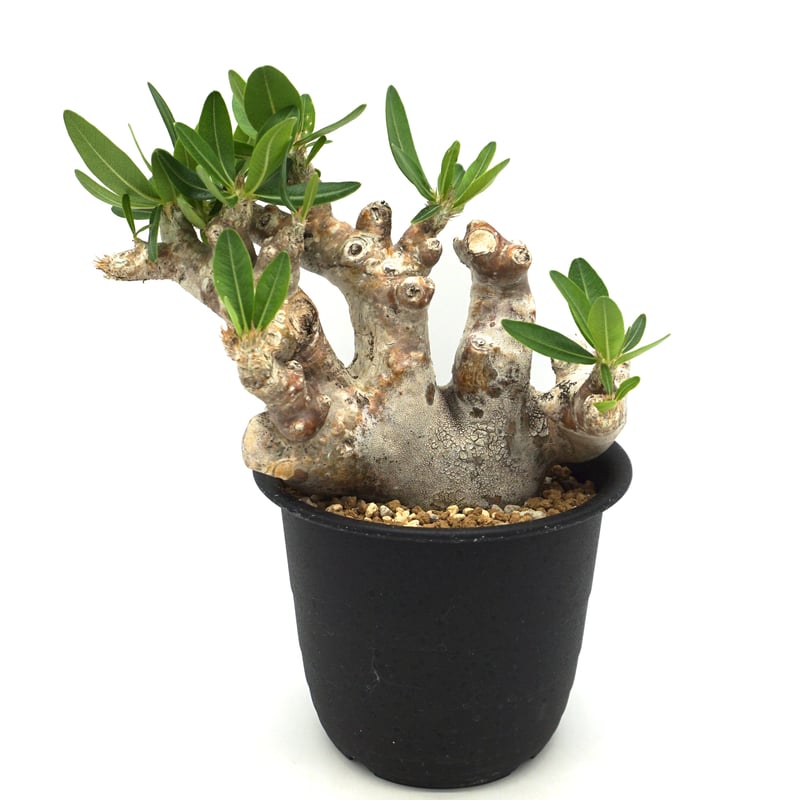 Pachypodium densiflorum var. brevicalyx/パキポディウム