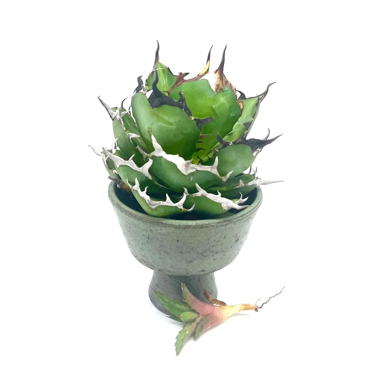 Agave titanota Hades 子株/アガベ チタノタ ハデス 子株(No Agave titanota Hades 子株/アガベ チタノタ ハデス 子株(No