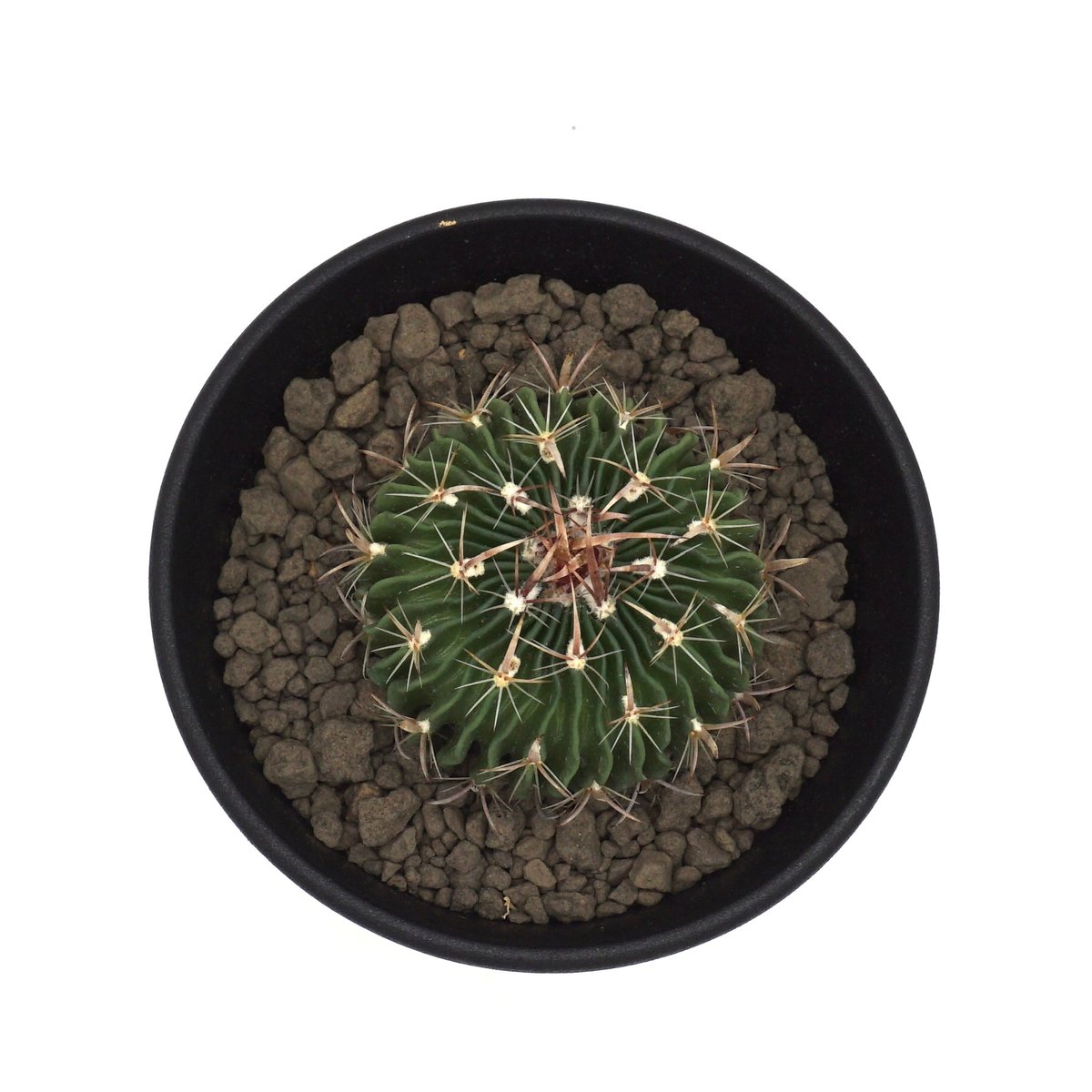 Echinofossulocactus erectocentrus/エキノフォスロカクタス エ