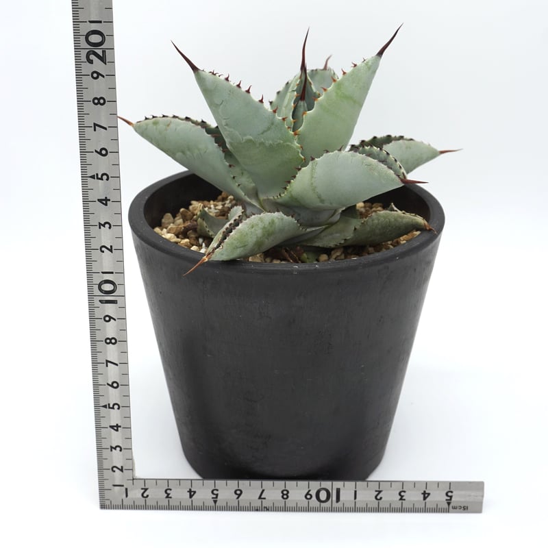 特大　アガベ　ブルーブライアン　60cm〜70cm 特大 アガベ ブルーブライアン 60cm〜70cm 【公式通販】