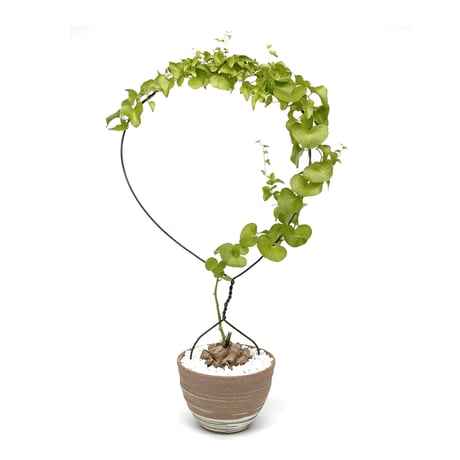 ディオスコレアエレファンティペス | STORES