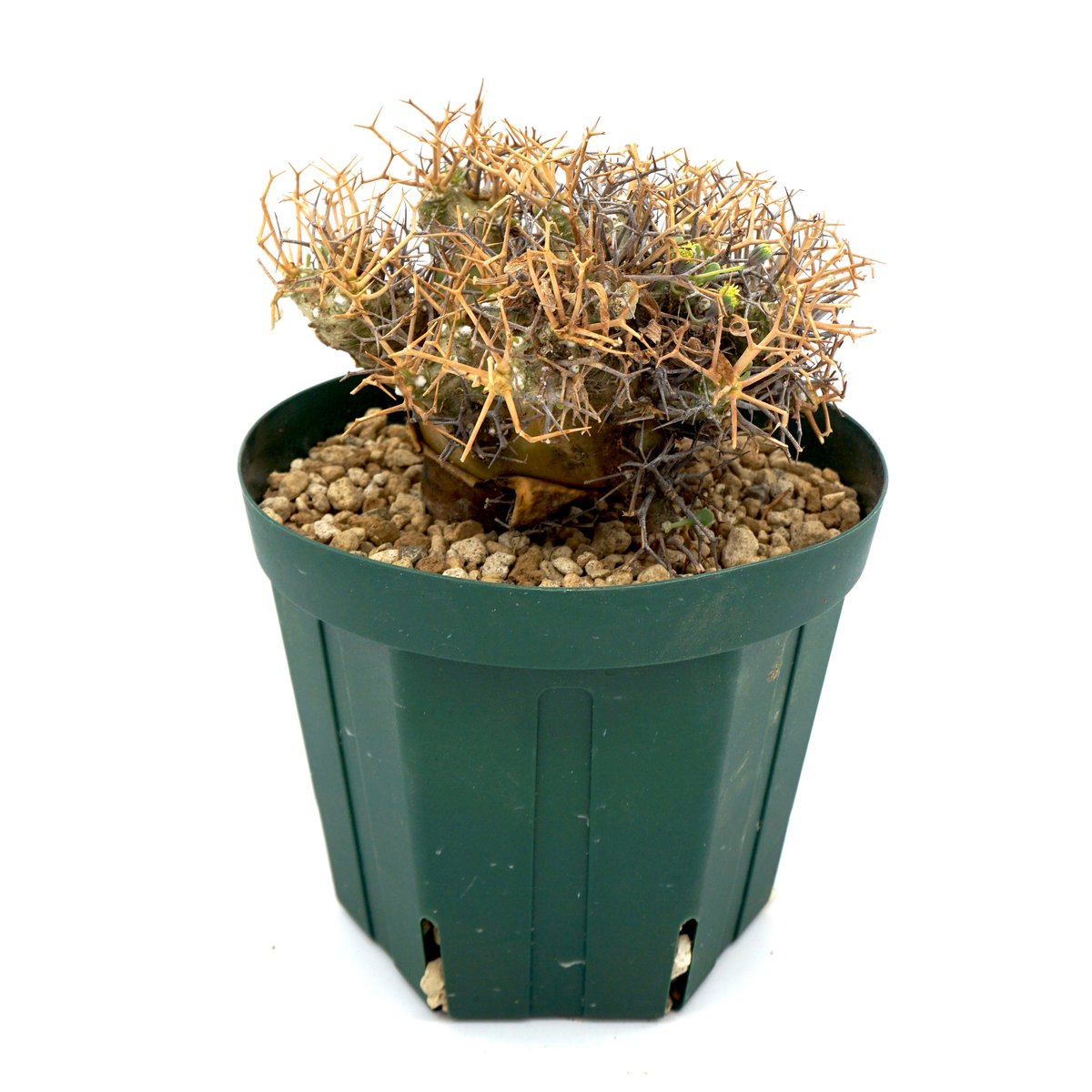 観葉植物+植木鉢(観音寺市まで取りに来て頂ける方限定) 観葉植物+植木鉢(観音寺市まで取りに来て頂ける方限定)
