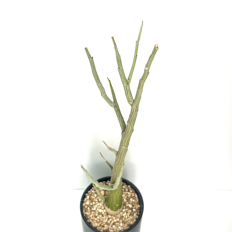 アデニアペチュエリー ベアルート株 アデニアペチュエリー大株