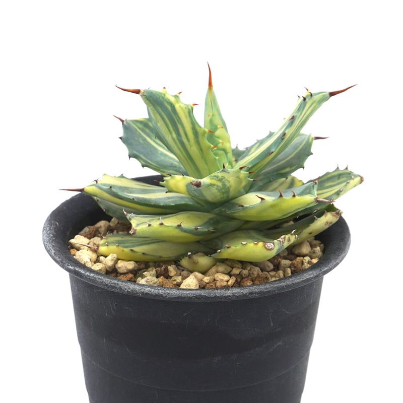 Agave isthmensis”youkihi”/アガべ・楊貴妃(A013) | LEO. Agave isthmensis”youkihi”/アガべ・楊貴妃(A013) | LEO.
