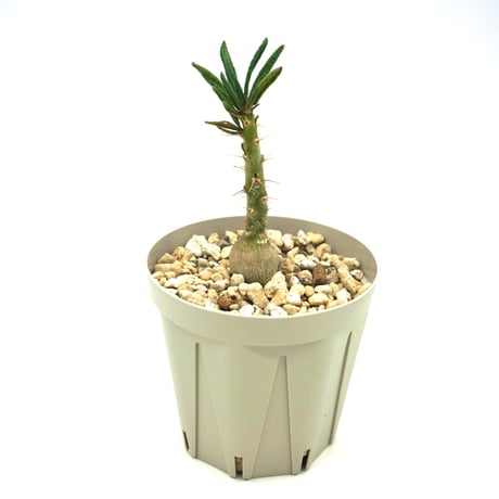 succulentum | STORES succulentum | STORES