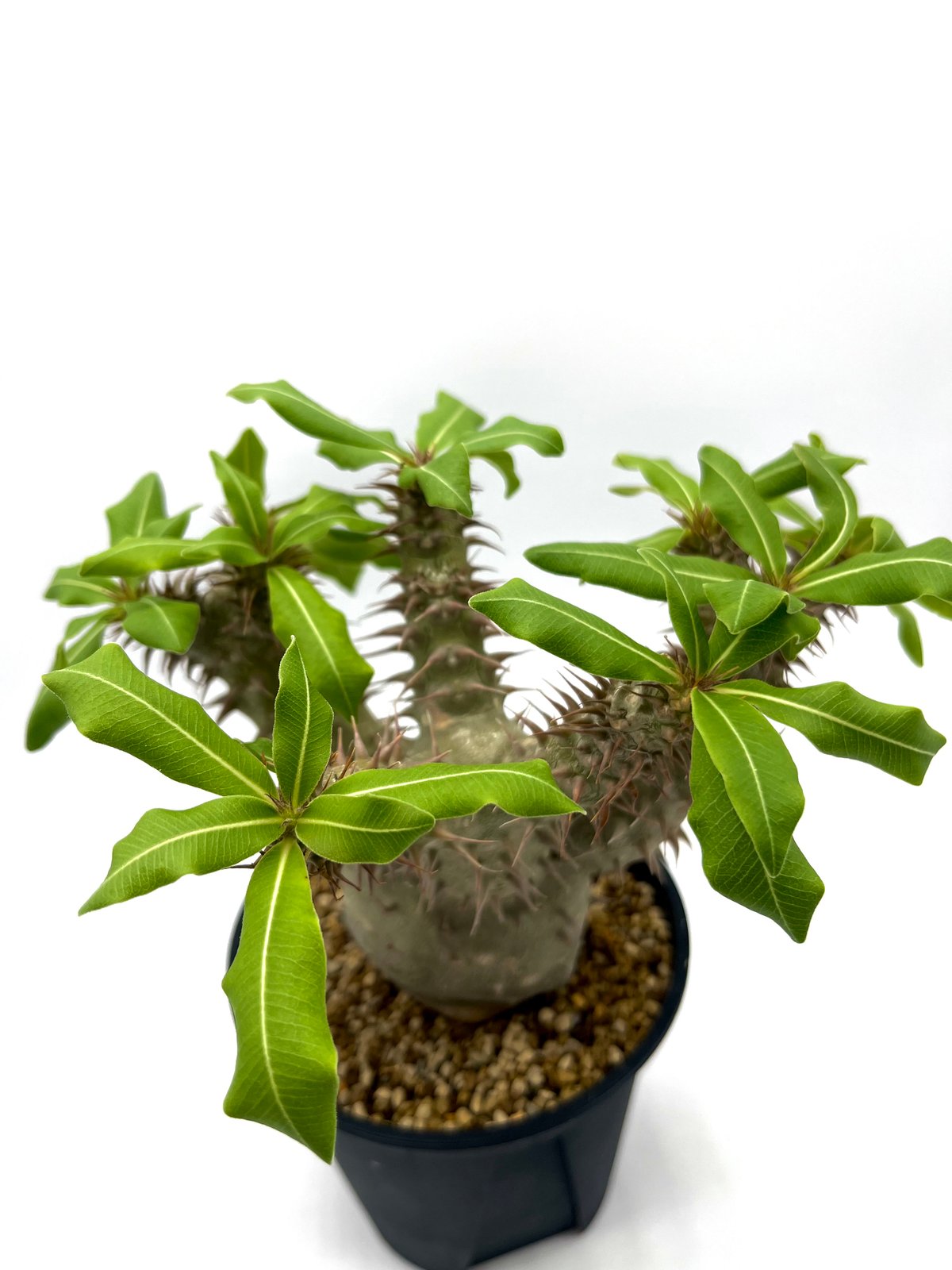 パキポディウム マカイエンセ (S860) | LEO.