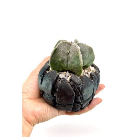 サボテン | STORES