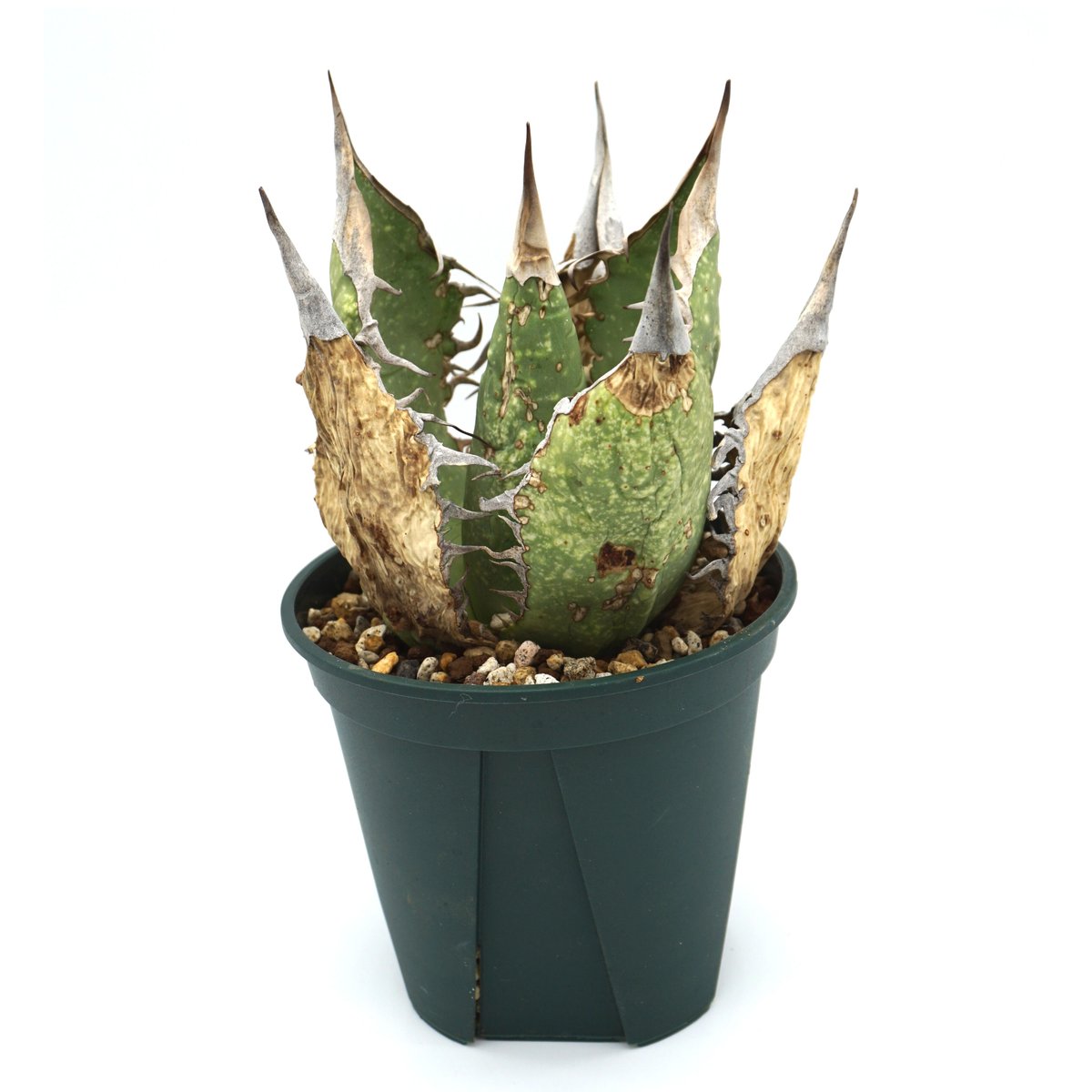 耐寒性アガベ 斑入りオバティフォリアキラー◇ドライガーデンオルカ錦