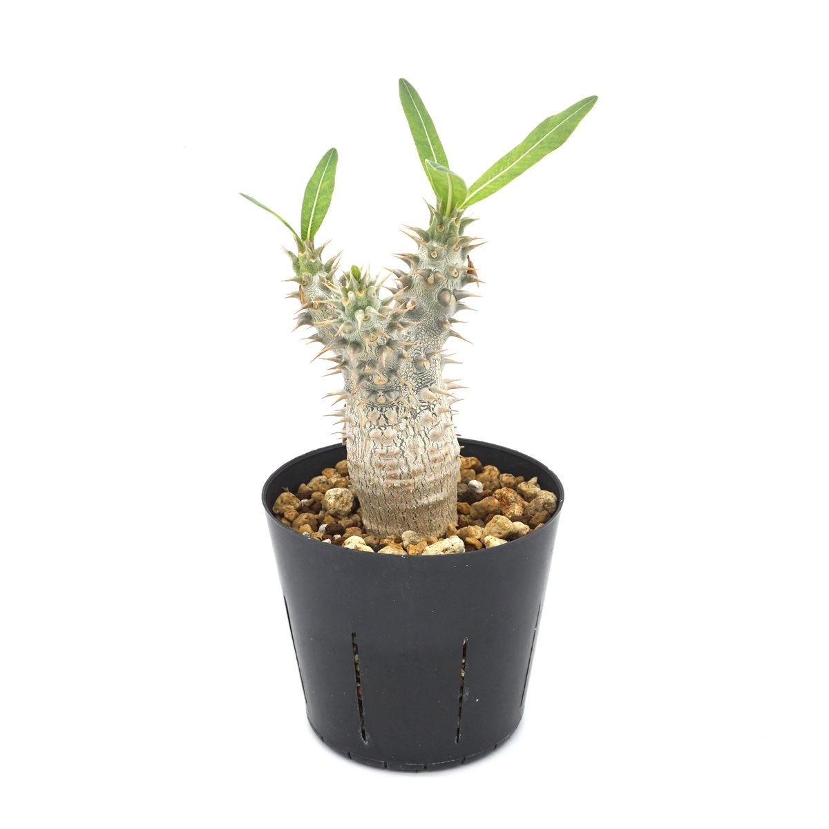 Pachypodium horombense/パキポディウム・ホロンベンセ（No.335） |