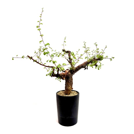 コミフォラ ボラネンシス 発根済み Commiphora Boranensis コミフォラ ボラネンシス 発根済現地株