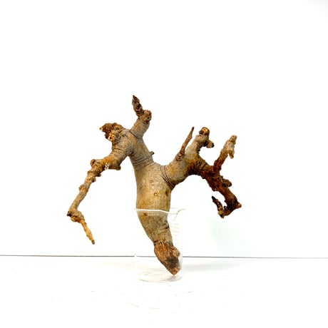 コミフォラ | STORES