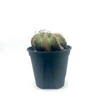 ユーフォルビア ガトベルゲンシス (S607) | LEO.