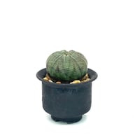 1.ユーフォルビア ガトベルゲンシス Euphorbia gatbergensis ユーフォルビア ガトベルゲンシス