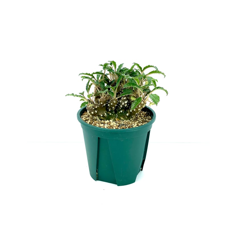 ドルステニア フォエチダ クリスタータ（S865） | LEO.