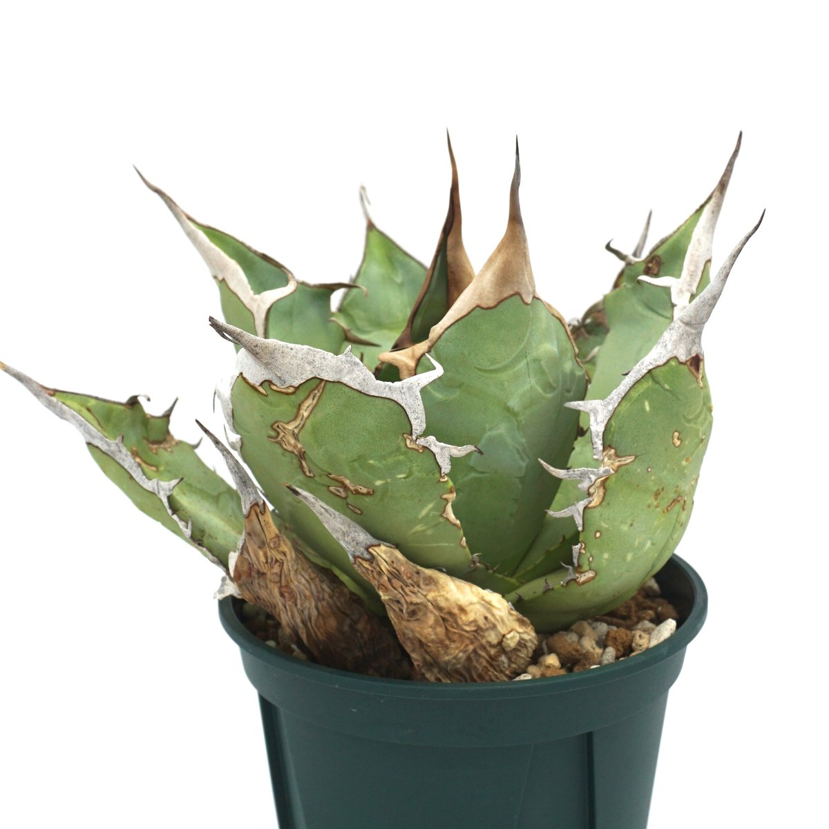 ☆極上コレクション株☆アガベオアハカオテロイ現地球Agave チタノタ