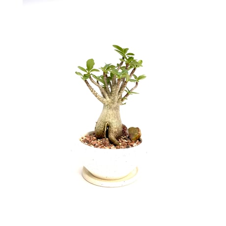 週末値下げ　アデニウム　アラビカム　タイ産 アデニウム アラビカム【発根済み】HK2401358(T) | RAFLUM