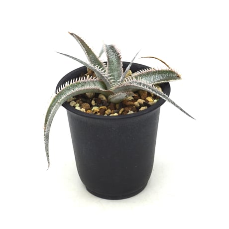 レア ビルベイカー ディッキア Dyckia Uncle Ray