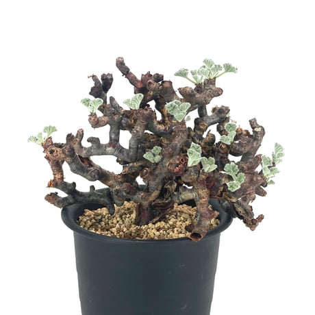 ペラルゴニウム　ミラビレ×valiem ペラルゴニウム ミラビレ Valiem