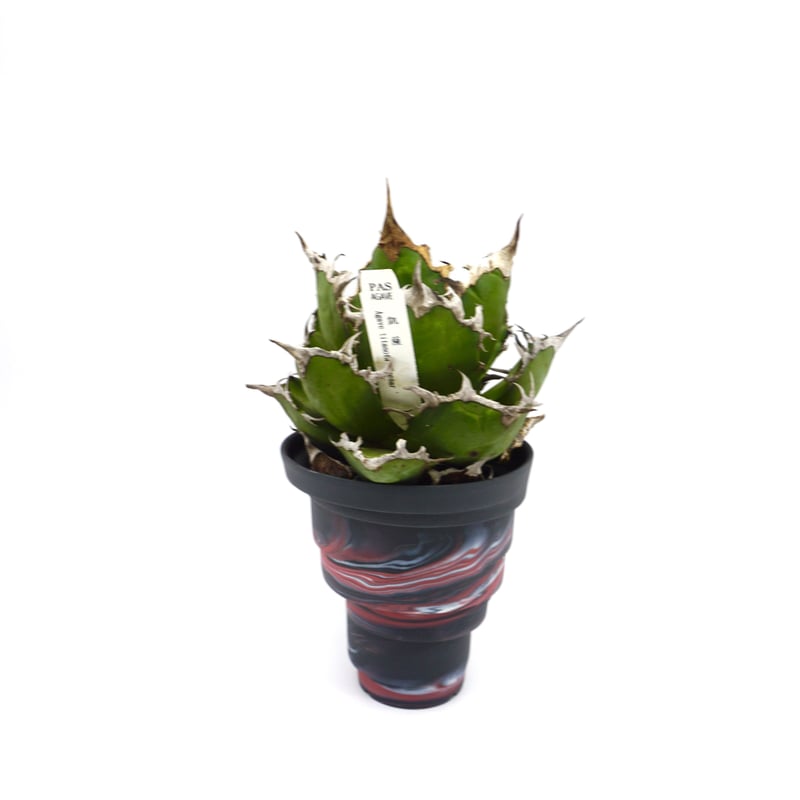 Agave titanota Caesar/凱撒/シーザー(No.350) | LEO. Agave titanota Caesar/凱撒/シーザー(No.350) | LEO.