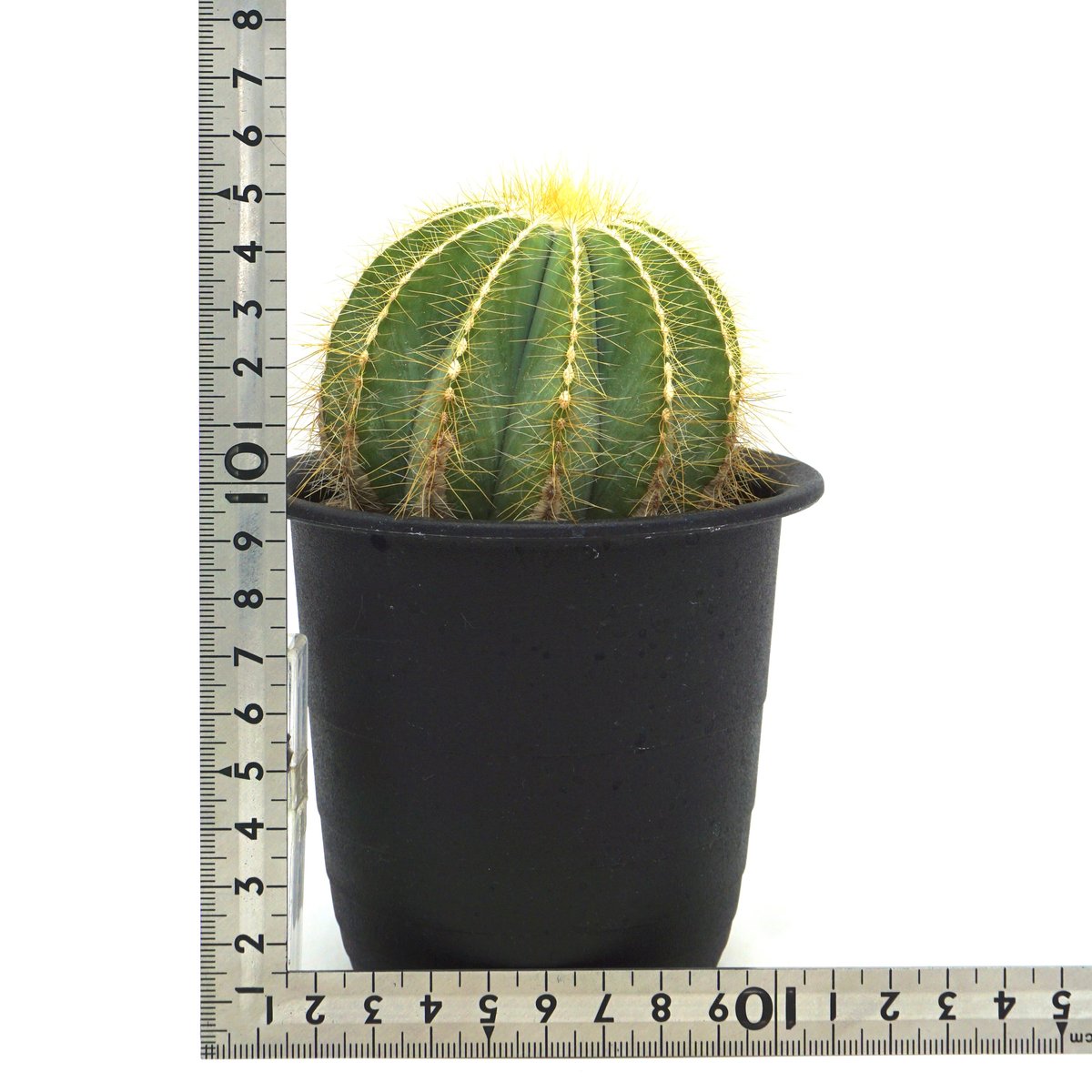 英冠丸 群生 エリオカクタス属 Eriocactus Magnificus fit=scale-down,w=1200