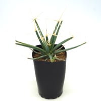 Leuchtenbergia principis/レウクテンベルギア プリンシピス 晃山（C038）