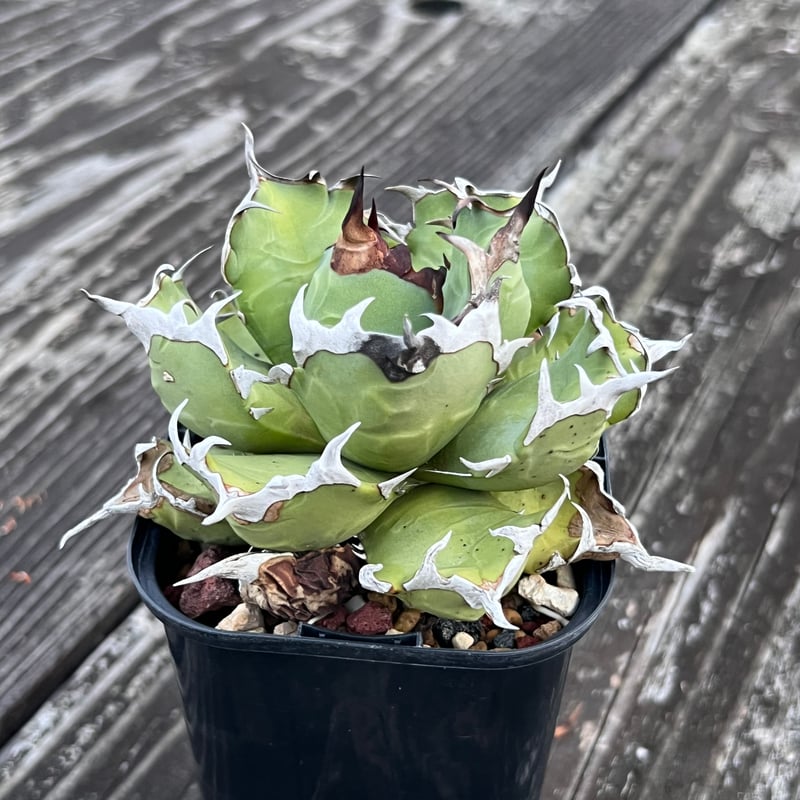 アガベ【姫厳竜】中株 | Miura Farm