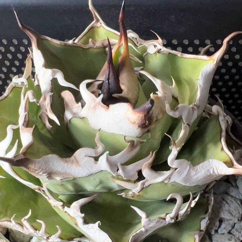 ラスト株【APOLLO】オリジナルネームド育成株直の子株 未発根 | Miura Farm