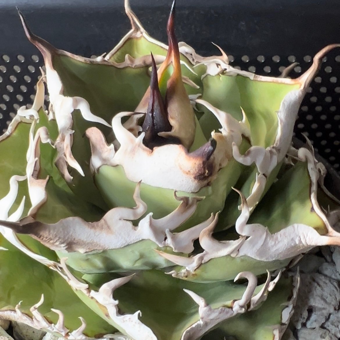 ラスト株【APOLLO】オリジナルネームド育成株直の子株 未発根 | Miura Farm