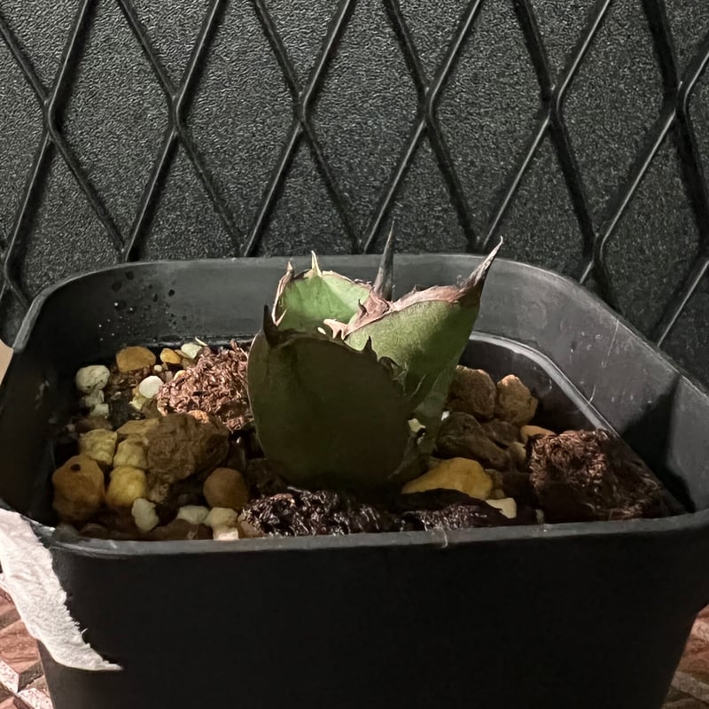 アガベチタノタ【黒火焔】ブラックファイヤー発根済-子株 | Miura Farm