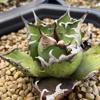 アガベ1981 子株　未発根 1981】育成株直の子株 発根済み | Miura Farm