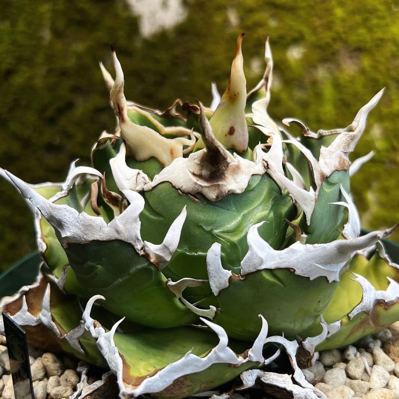 幽霊】育成株直の子株 発根済み | Miura Farm