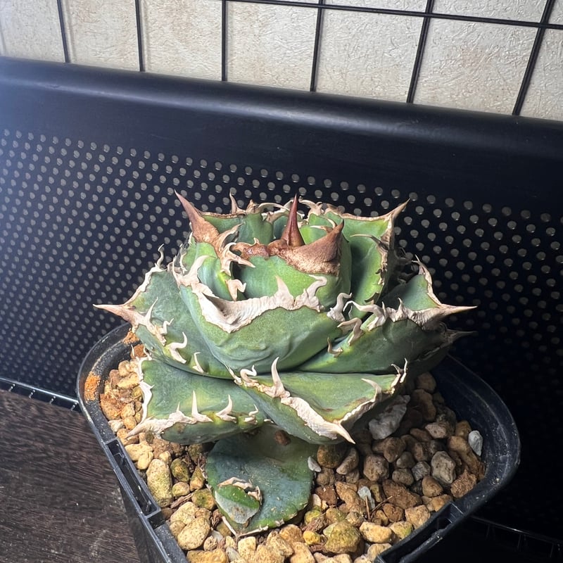 アガベ チタノタ 清櫻 育成株 してやら 