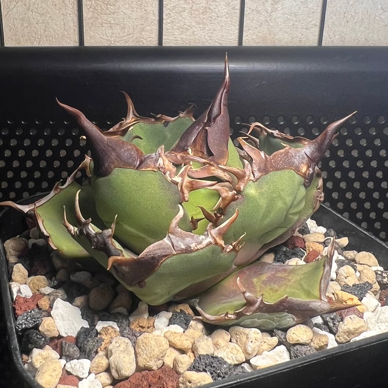 狂闘牛】 (DENNIS043) 育成株直の子株 発根済み | Miura Farm