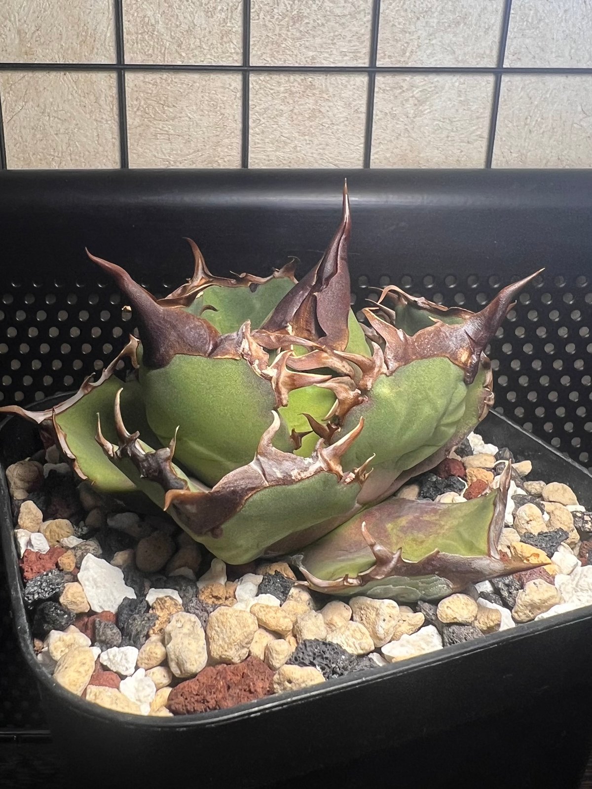 狂闘牛】 (DENNIS043) 育成株直の子株 発根済み | Miura Farm