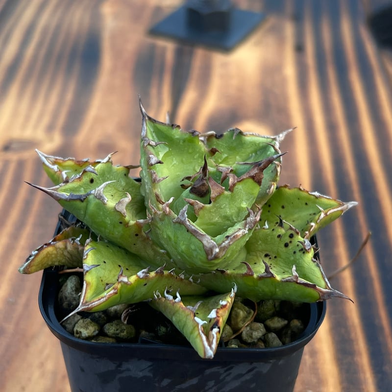 アガベ【狂刺夕映】小株 | Miura Farm