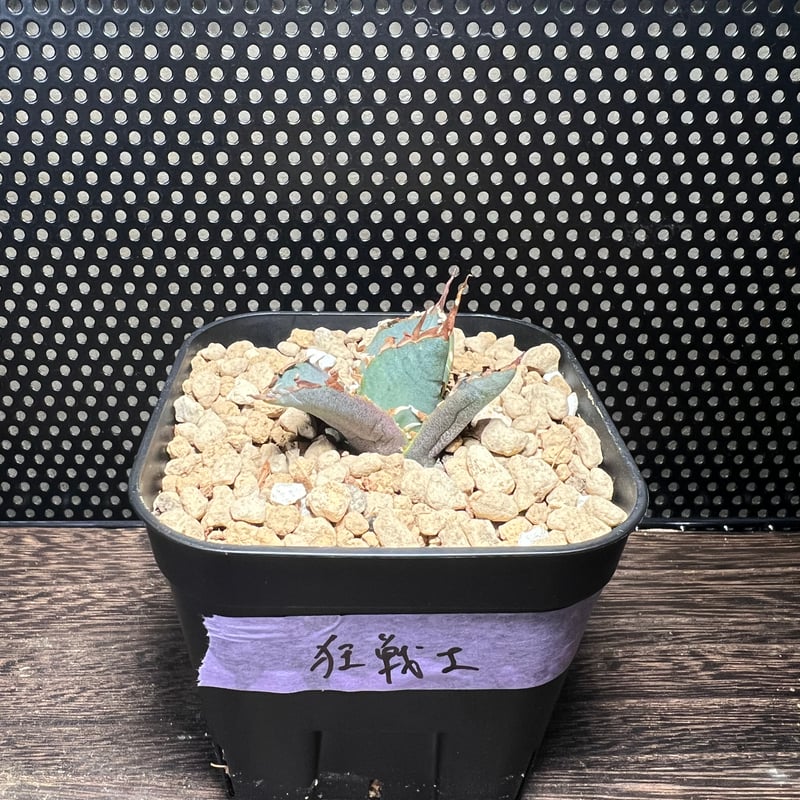 アガベ　チタノタ　狂戦士　毒刺産　発根済み アガベ チタノタ 毒刺GT/ 毒刺産 dgt-01 | アガベ専門店 モンスターハウス