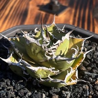 アガベ チタノタ【ヤクザシーザー】発根済み子株 | Miura Farm