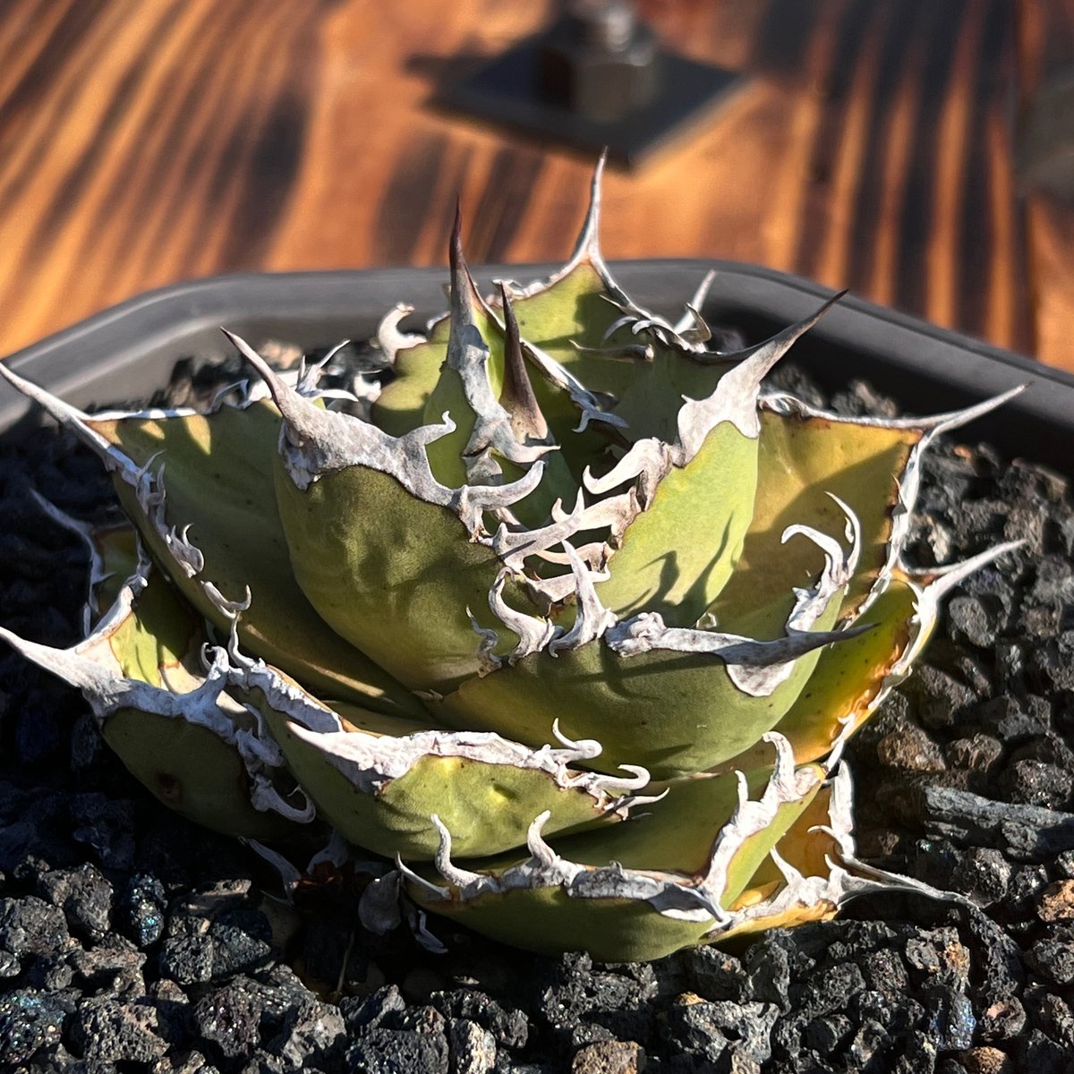 シャークソーイ】育成株直の小株 発根済み | Miura Farm