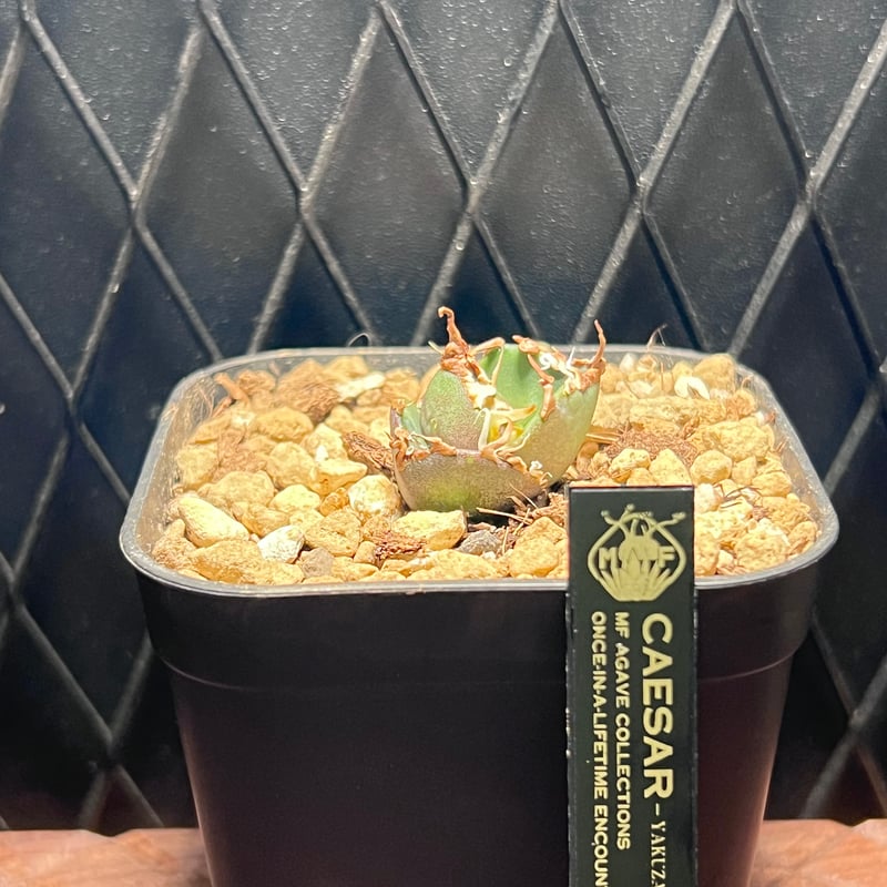 なおアガベ シーザー ヤクザ アガベ チタノタ【ヤクザシーザー】発根済み子株 | Miura Farm