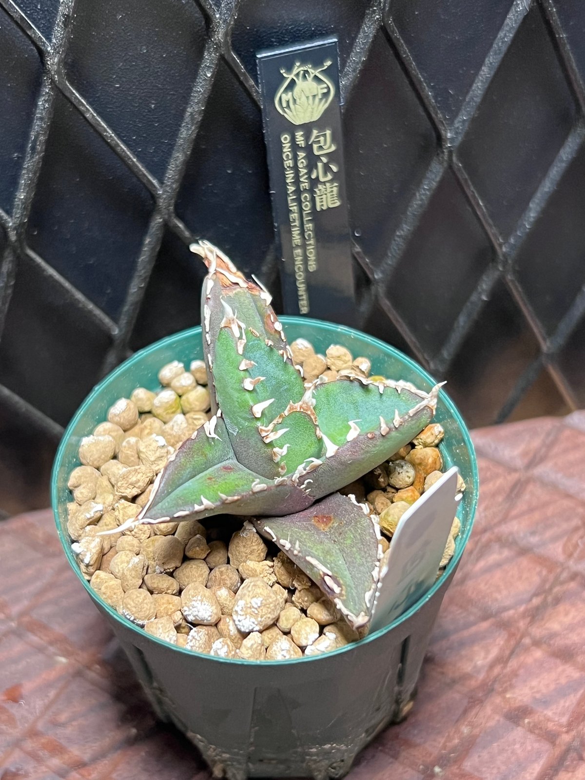 lize血統 アガベ チタノタ 穿山甲 センザンコウ 子株 ② 【公式通販】