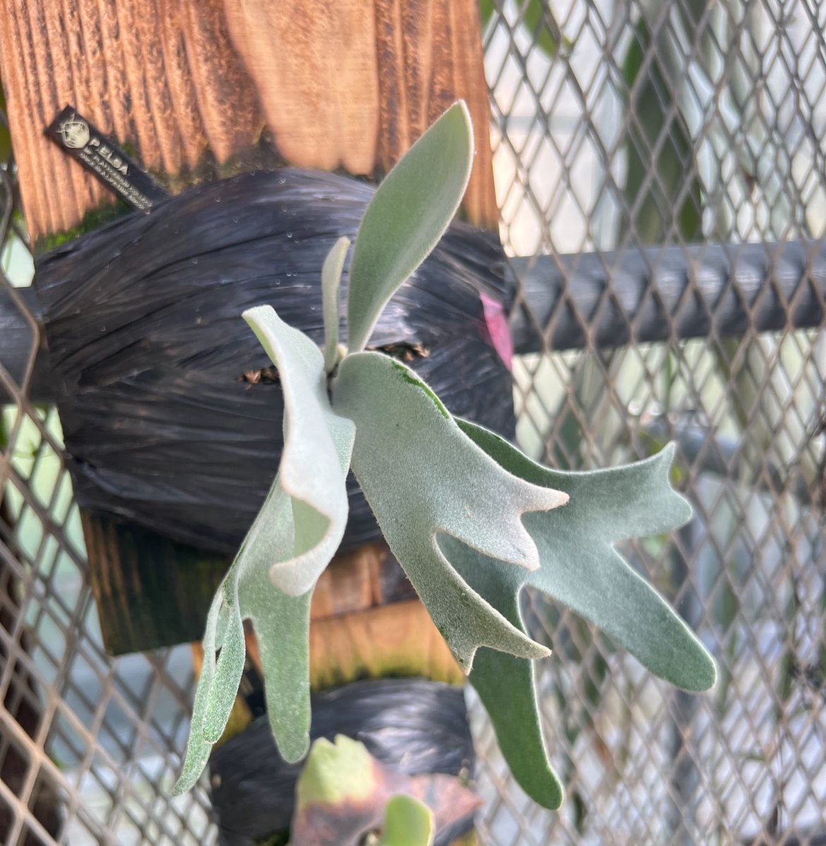 platycerium Elsa板付子株 | Miura Farm