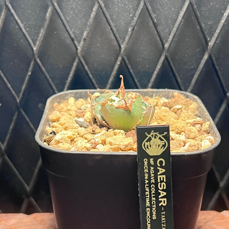 アガベ チタノタ【ヤクザシーザー】発根済み子株 | Miura Farm